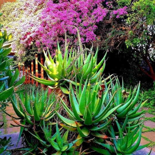 Willa Quiet House Garden Naples-Pompei-Sorrento Trecase Zewnętrze zdjęcie